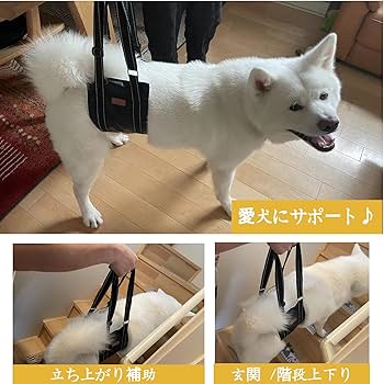 犬のリハビリテーション Canine Rehabilitation & Physical Therapy